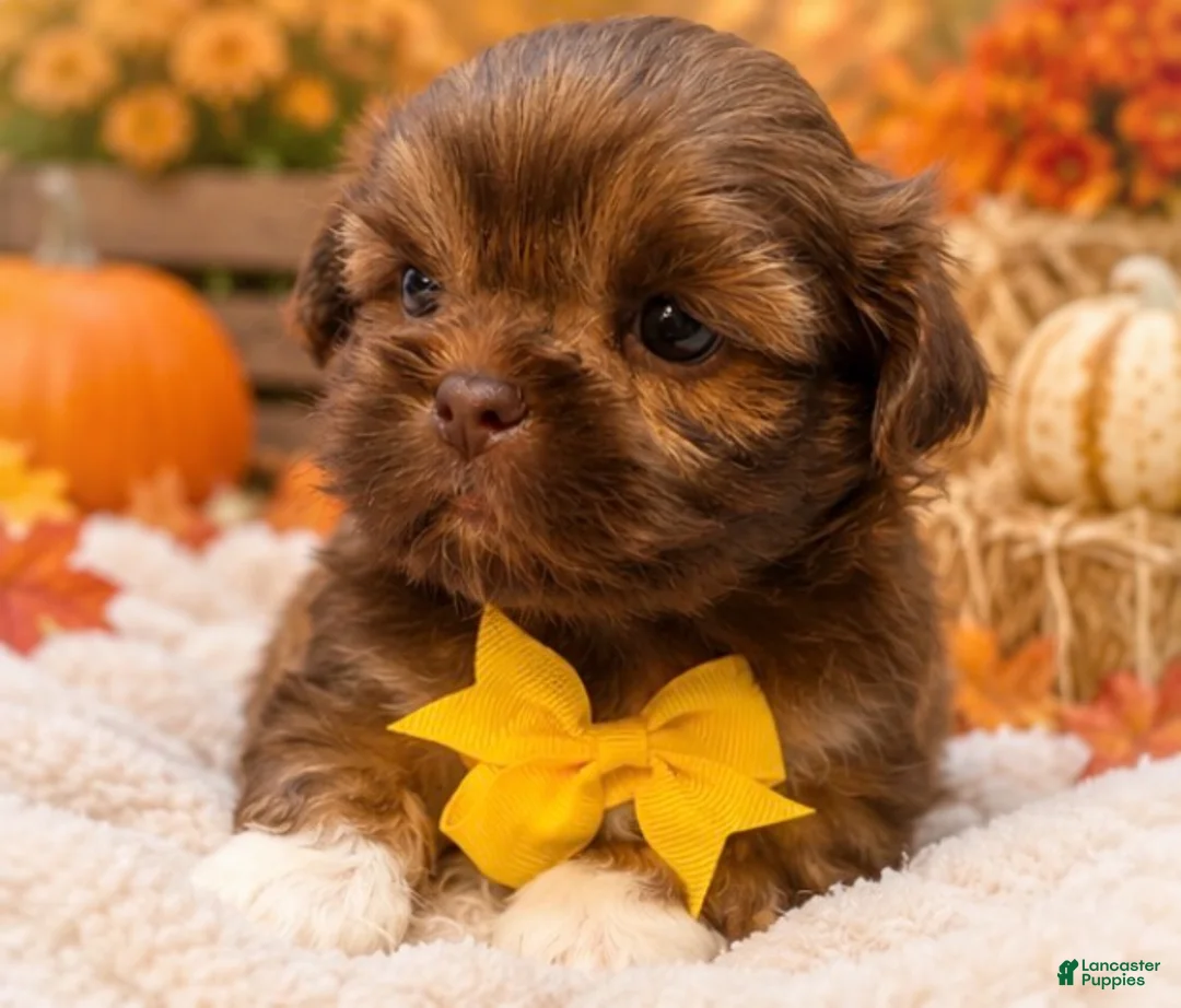 Shih Tzu dogs for sale: Gizmo  - Ad 3