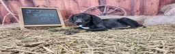Catahoula Leopard Dog dogs for sale: JJ 2025 Male 4 - Ad 4