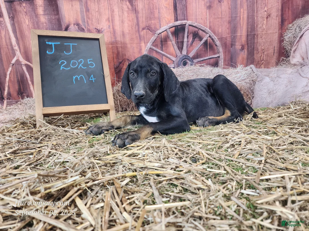 Catahoula Leopard Dog dogs for sale: JJ 2025 Male 4 - Ad 4