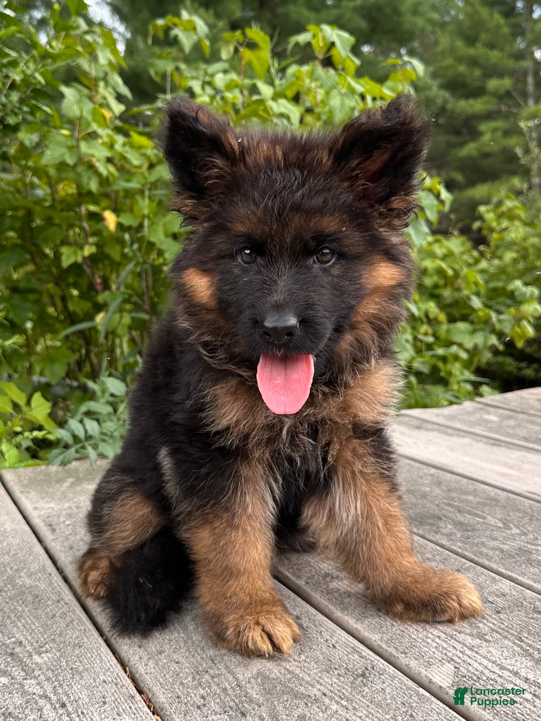 German Shepherd dogs Fluff - Ad 2