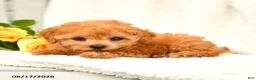Toy Poodle dogs for sale: Trina - Ad 4
