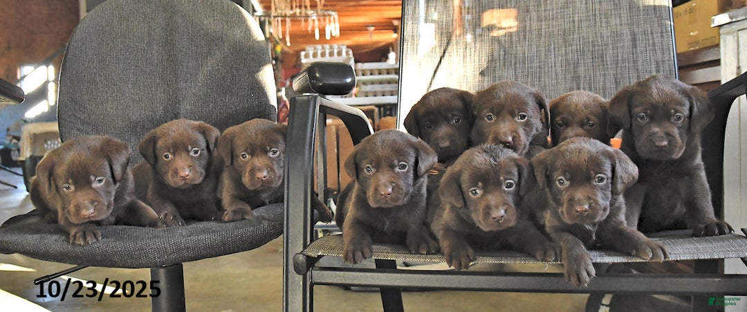 Labrador Retriever dogs for sale: Terry - Ad 3