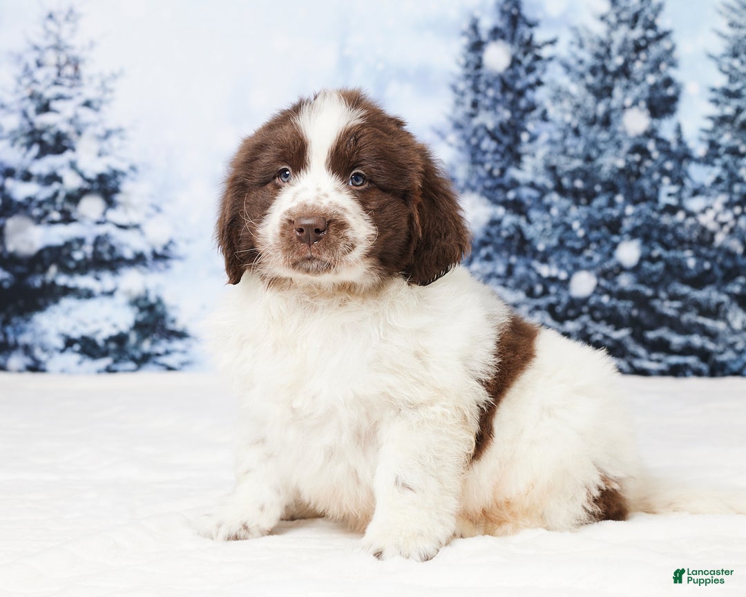 Newfoundland dogs for sale: Charlie - Ad 4