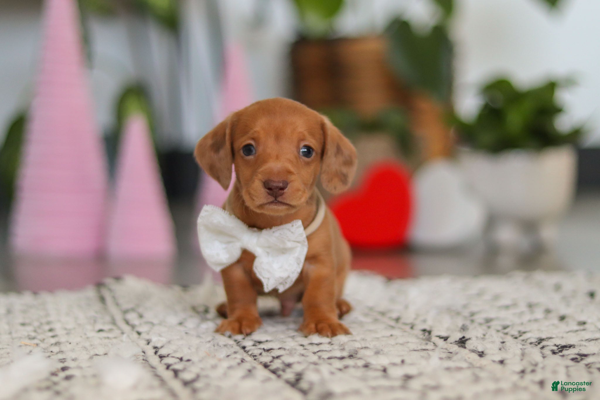 Dachshund dogs Wyatt - Ad 6
