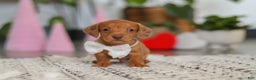 Dachshund dogs for sale: Wyatt - Ad 1