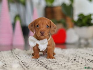 Dachshund dogs Wyatt - Ad 6