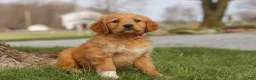 Golden Retriever dogs for sale: Iris - Ad 5
