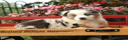 Australian Shepherd dogs for sale: Finn - Ad 4