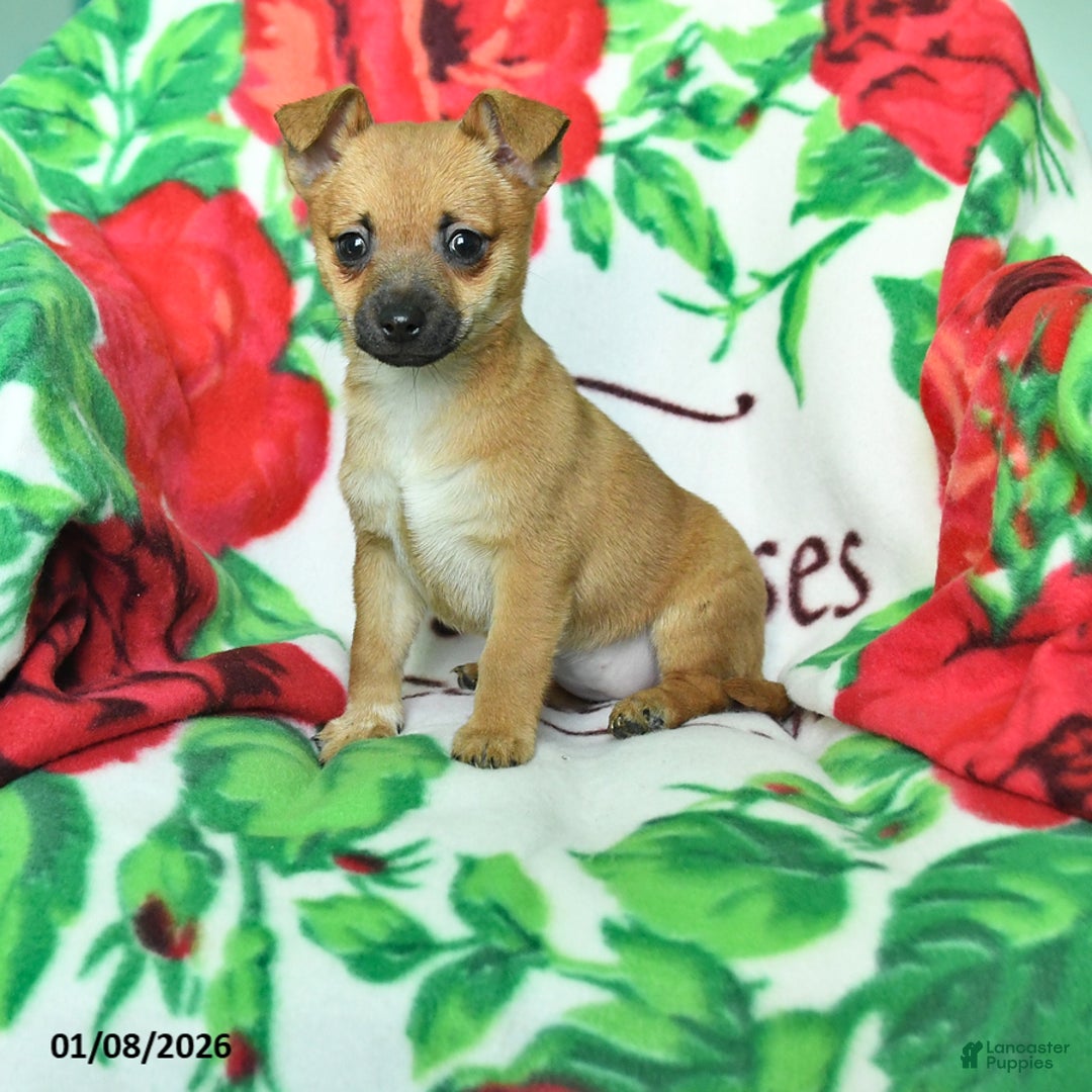 Chihuahua dogs for sale: Abby - Ad 1