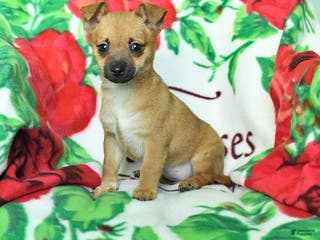 Chihuahua dogs Abby - Ad 9