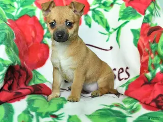 Chihuahua dogs Abby - Ad 21