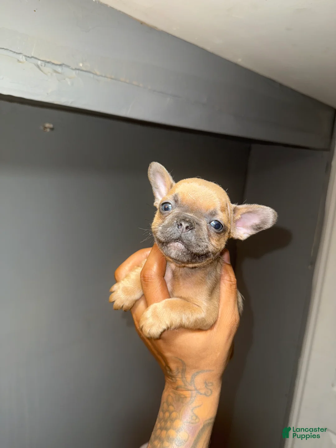 French Bulldog dogs for sale: French Bulldog Puppy 5 - Ad 1