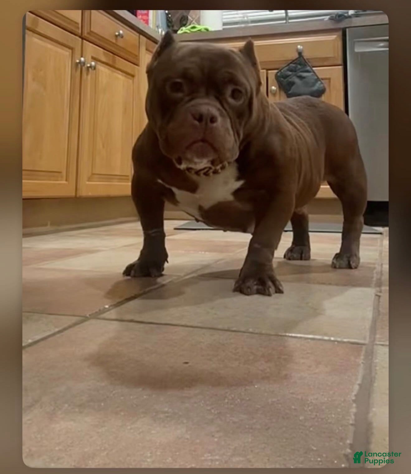 Penny