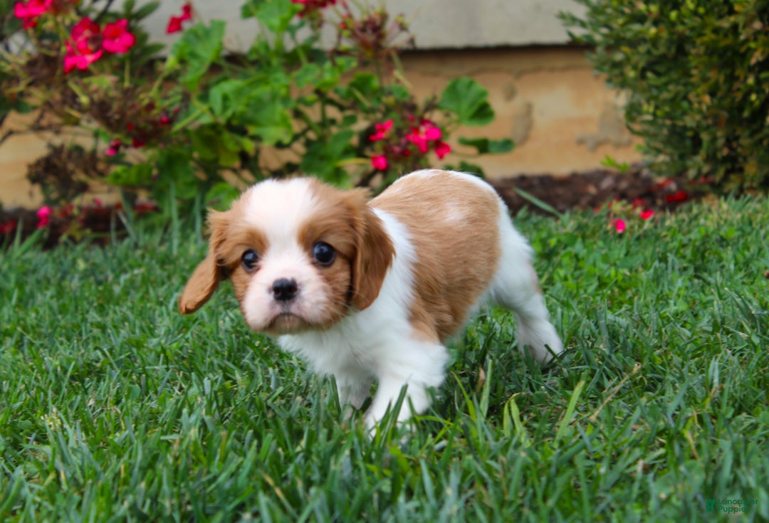 Spaniel Price King Cavalier Puppy Near Me Saint Charles Cavalier
