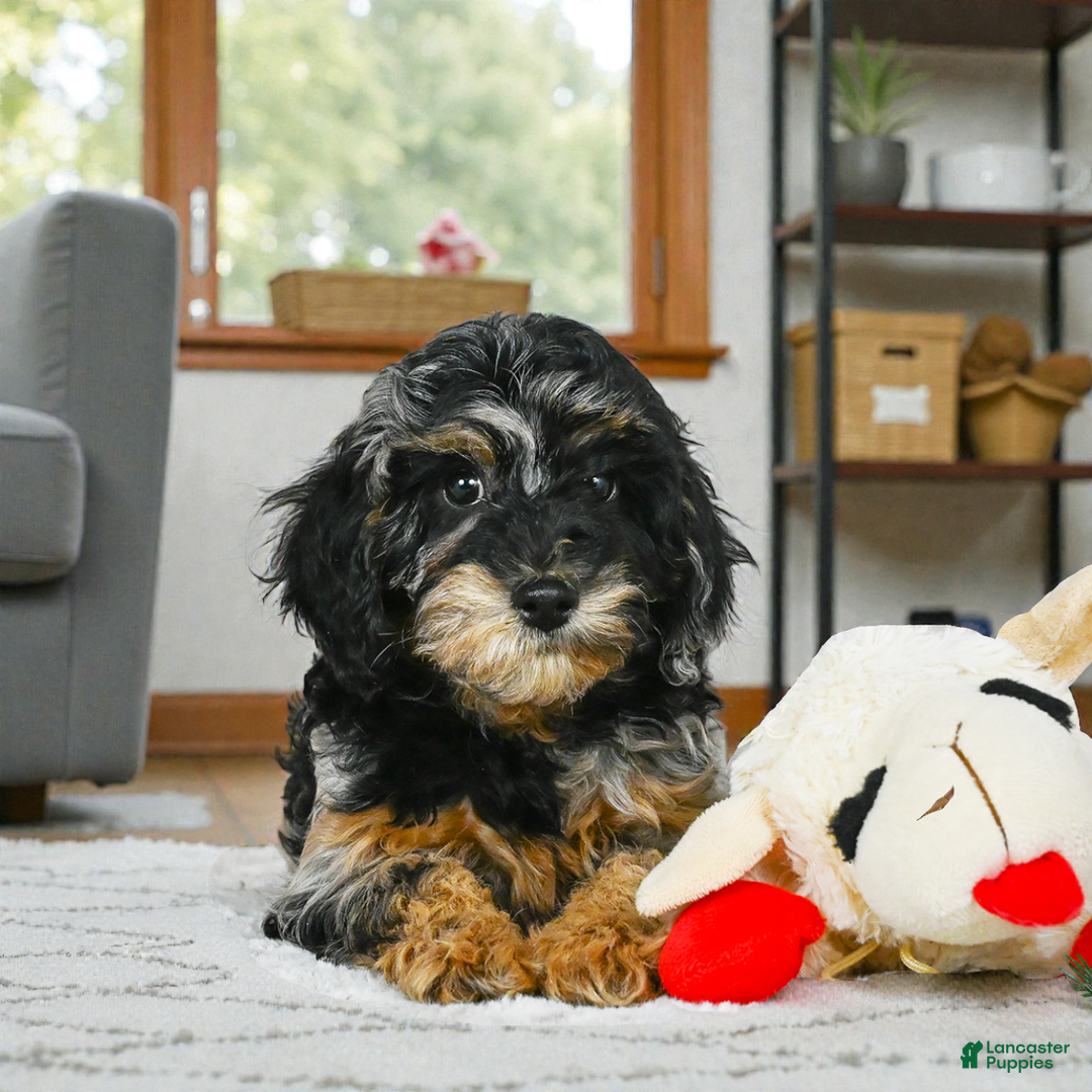 Cockapoo dogs for sale: angel - Ad 5