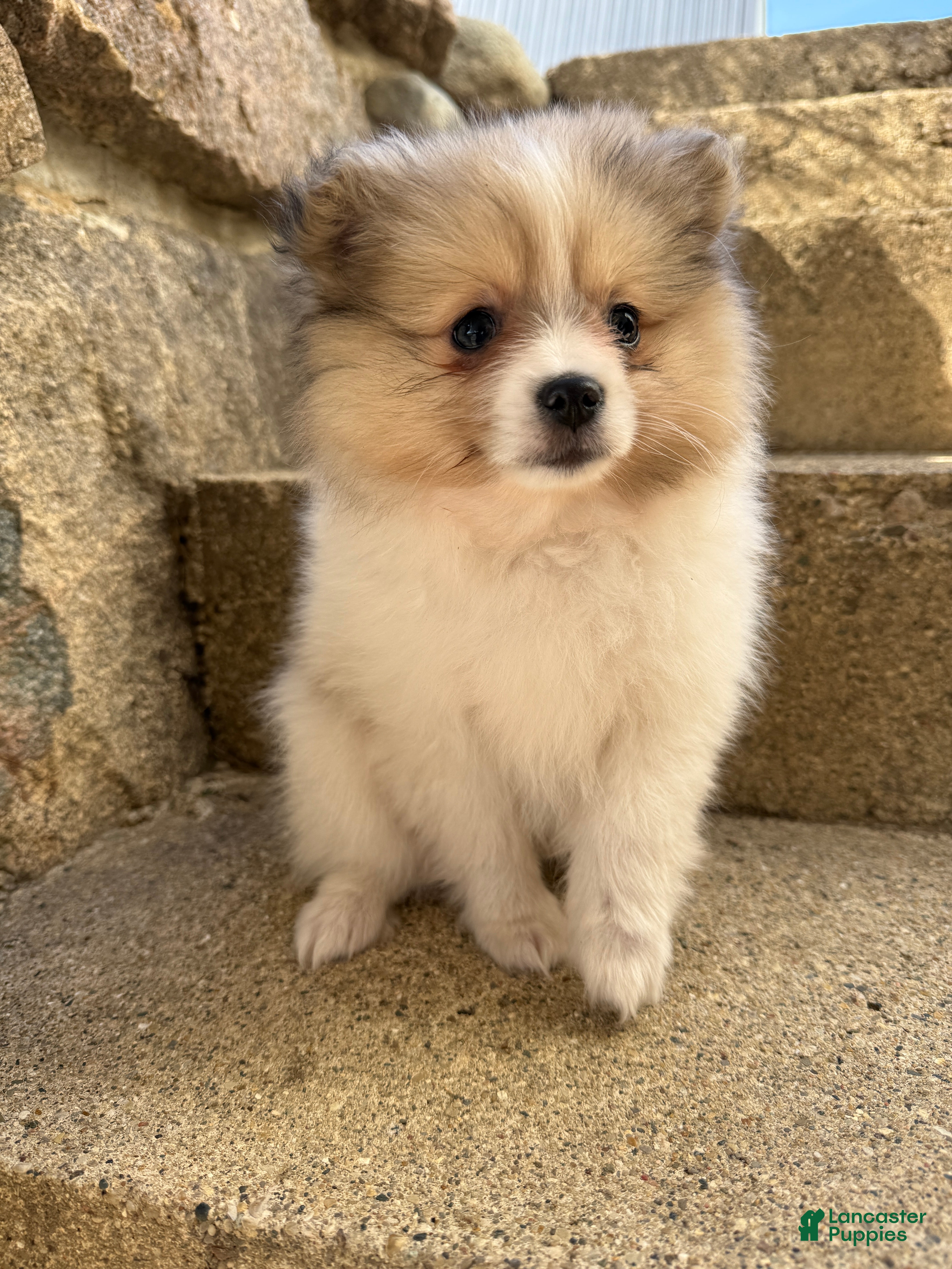 Pomeranian dogs Gracie - Ad 1