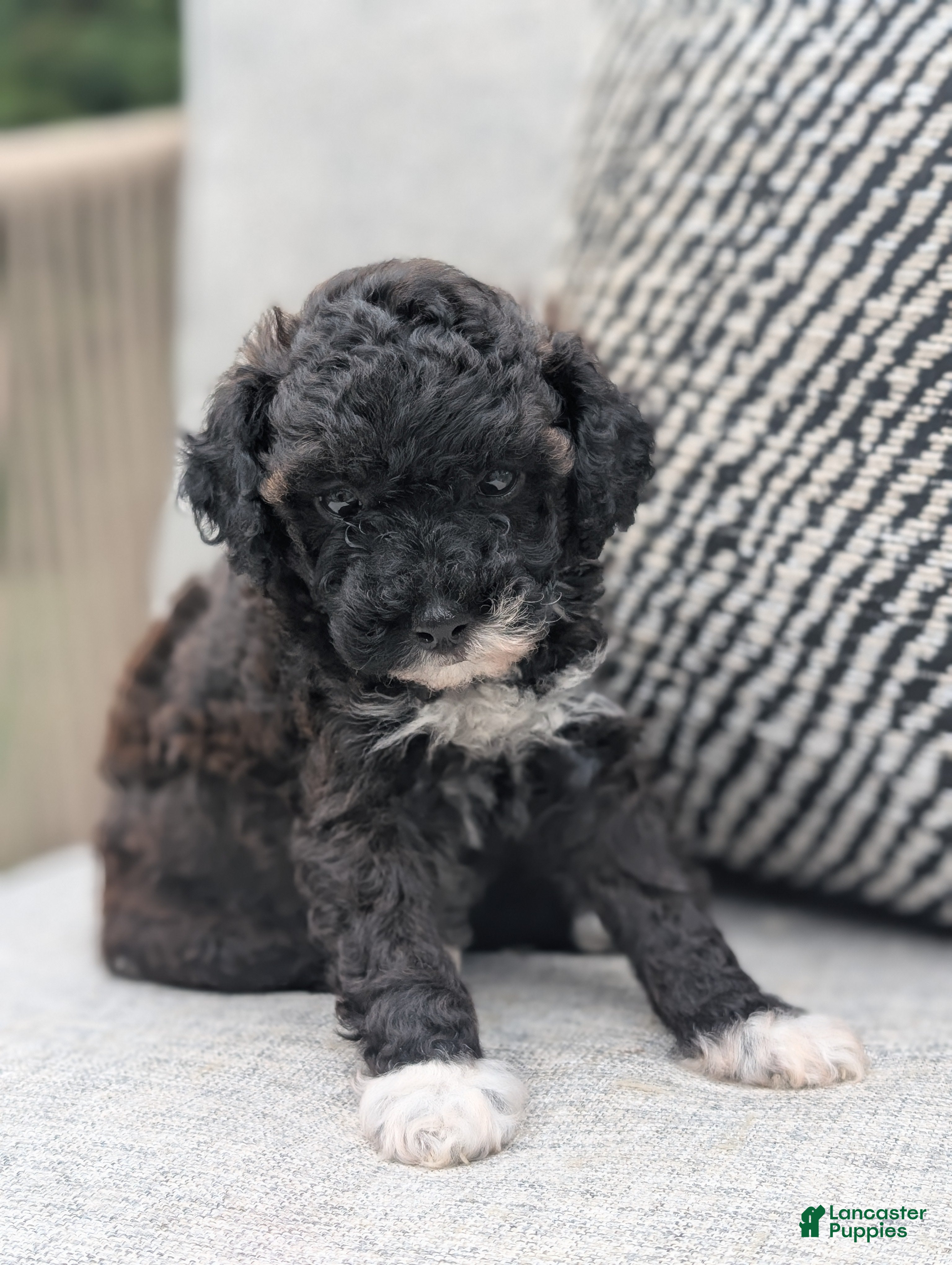 Toy Poodle dogs Pippa - Ad 9