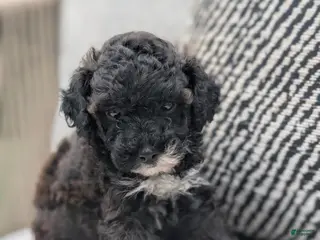 Toy Poodle dogs Pippa - Ad 9