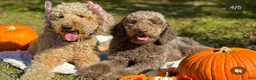 Double Doodle dogs for sale: Ace - Ad 4