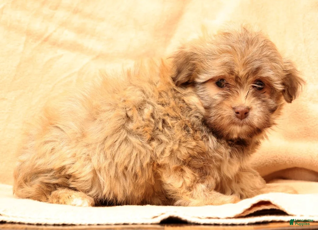 Havanese dogs for sale: Carmel - Ad 7