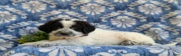 Mixed Breed dogs for sale: Moore - Ad 3