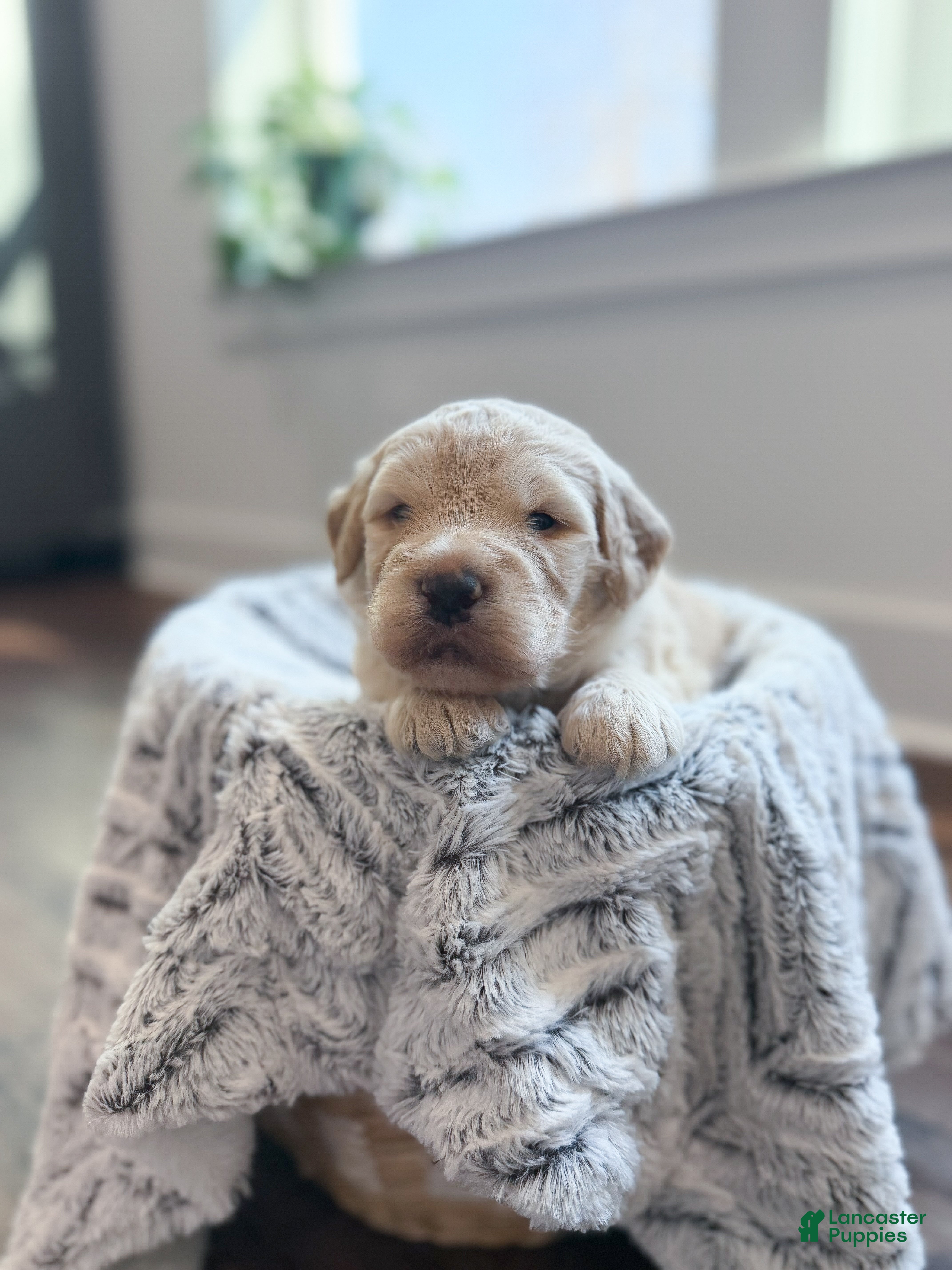 Labradoodle dogs Remi - Ad 2