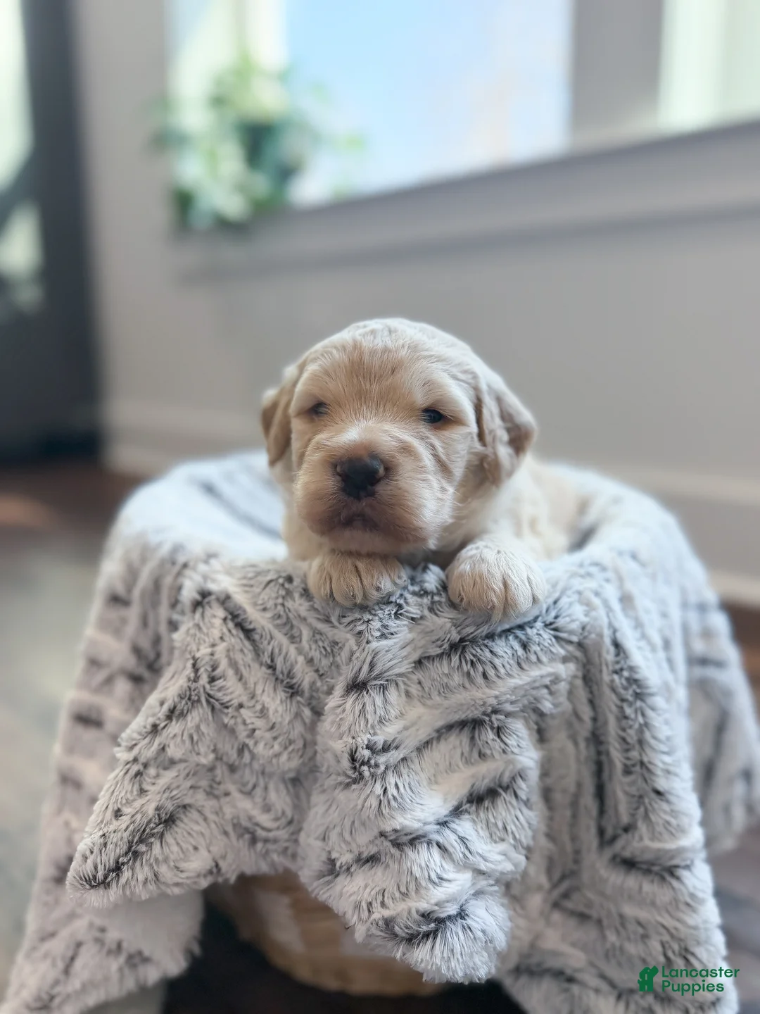 Labradoodle dogs for sale: Remi - Ad 2