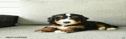 Bernedoodle dogs for sale: Sasha - Ad 5