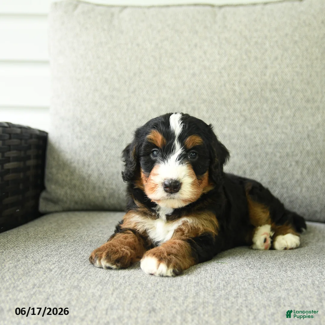Bernedoodle dogs for sale: Sasha - Ad 5