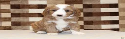 Mixed Breed dogs for sale: Fancy - Ad 3
