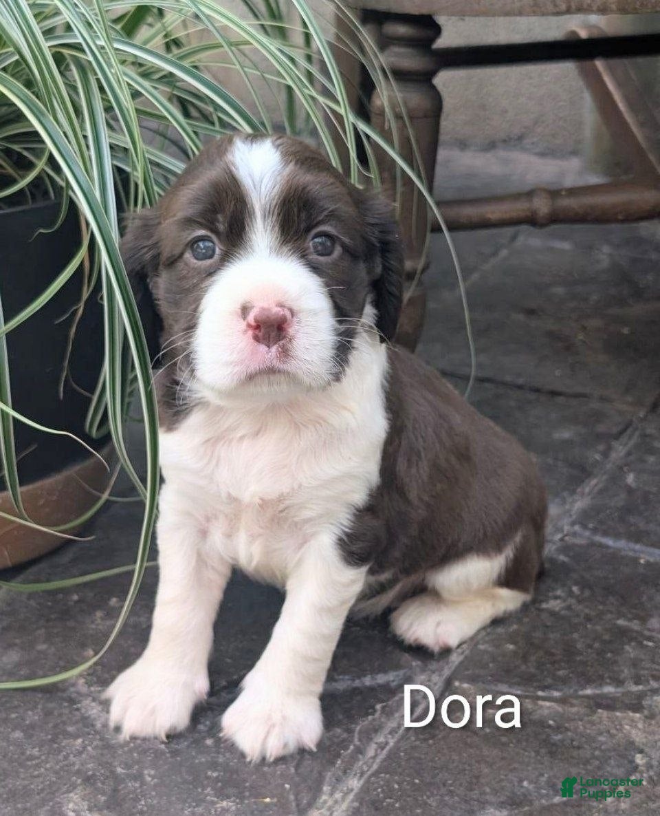 English Springer Spaniel dogs English Springer Spaniel, Dora - Ad 1
