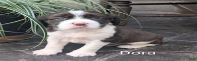 English Springer Spaniel, Dora