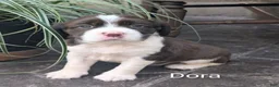 English Springer Spaniel dogs for sale: English Springer Spaniel, Dora - Ad 1
