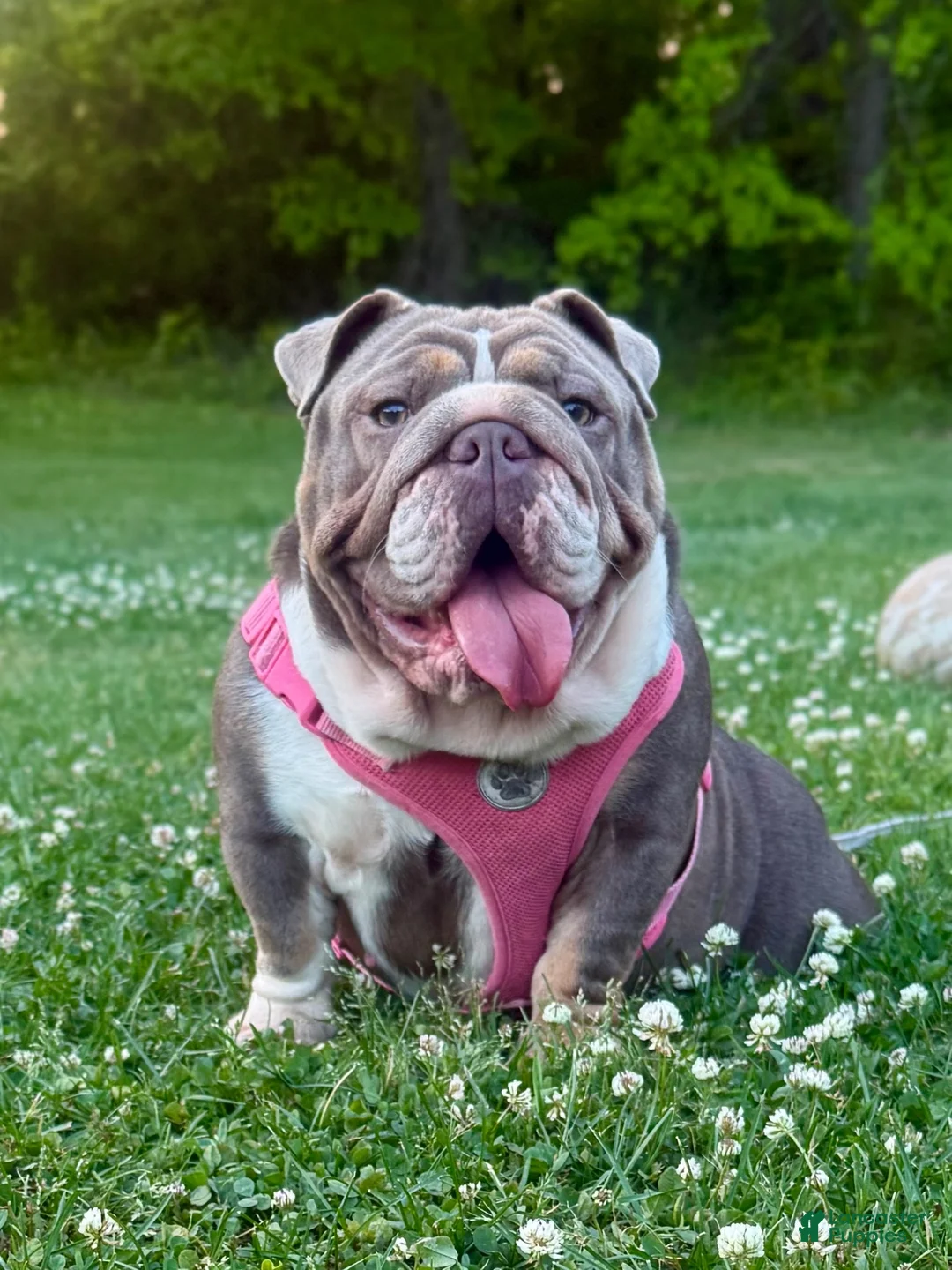 English Bulldog dogs for sale: English Bulldog 2 - Ad 5