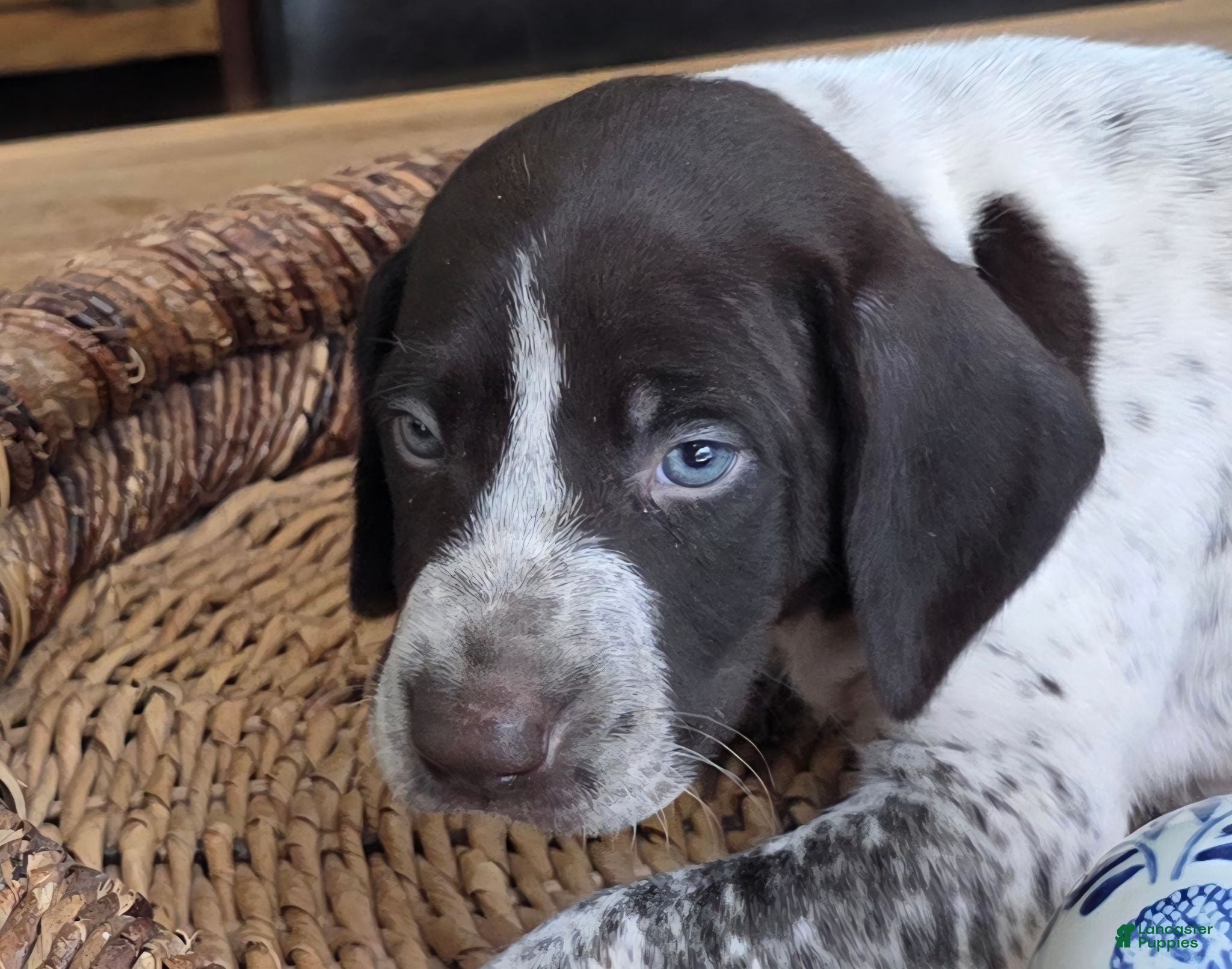 German Shorthaired Pointer dogs German Shorthaired Pointer 4 - Ad 2