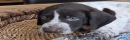 German Shorthaired Pointer dogs for sale: German Shorthaired Pointer 4 - Ad 2