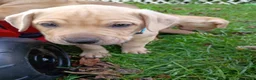 Mixed Breed dogs for sale: Blacknose Male 1 - Ad 3