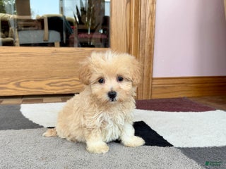 Maltipoo dogs - Ad 42