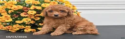 Bichpoo dogs for sale: Callie - Ad 5