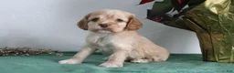 Cocker Spaniel dogs for sale: Karter - Ad 3