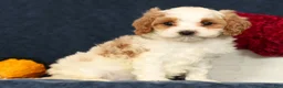 Cavapoo dogs for sale: Penelope - Ad 6