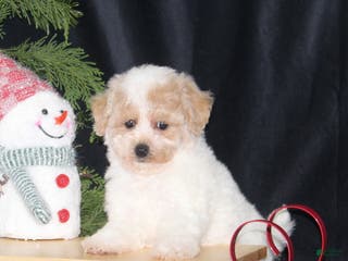 Bichpoo dogs Noelle - Ad 25