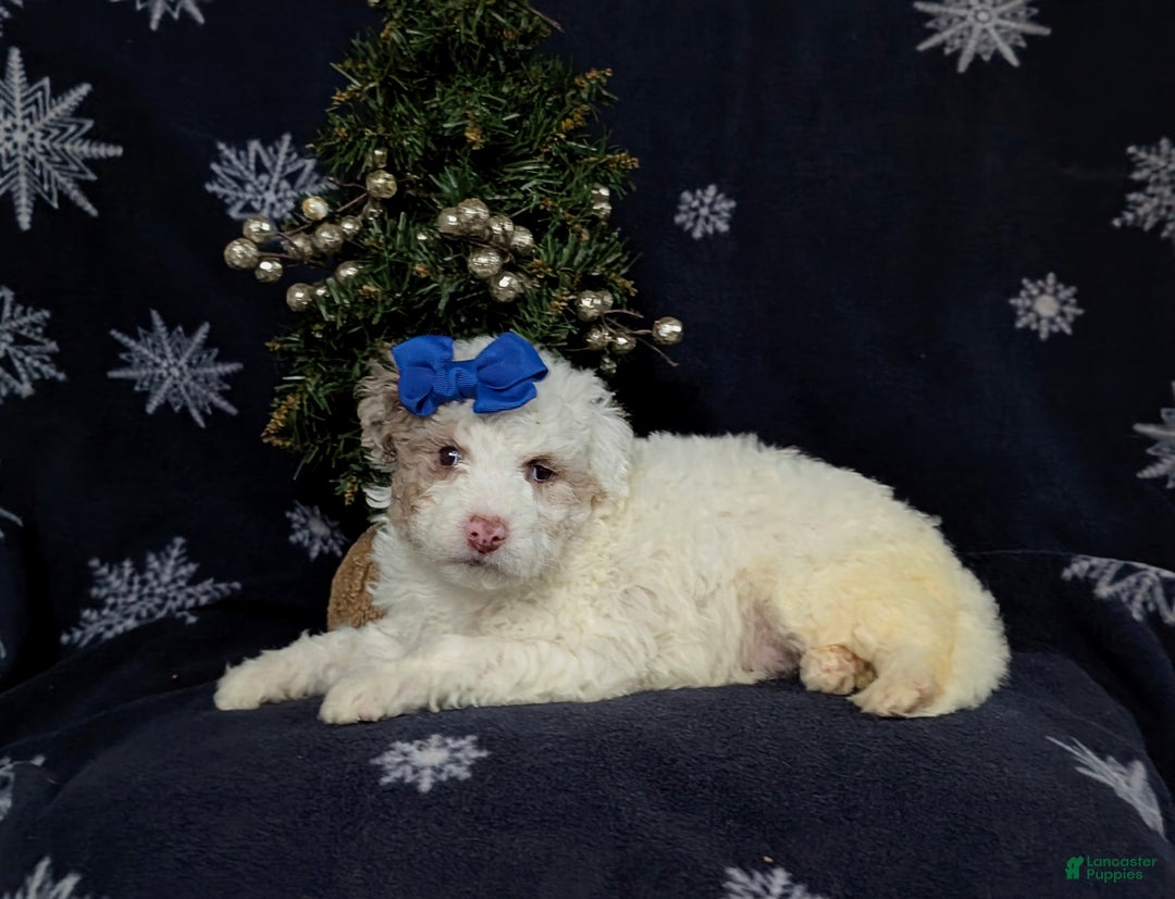 Mini Bernedoodle dogs for sale: Becca Hypoallergenic Ready for Christmas - Ad 4