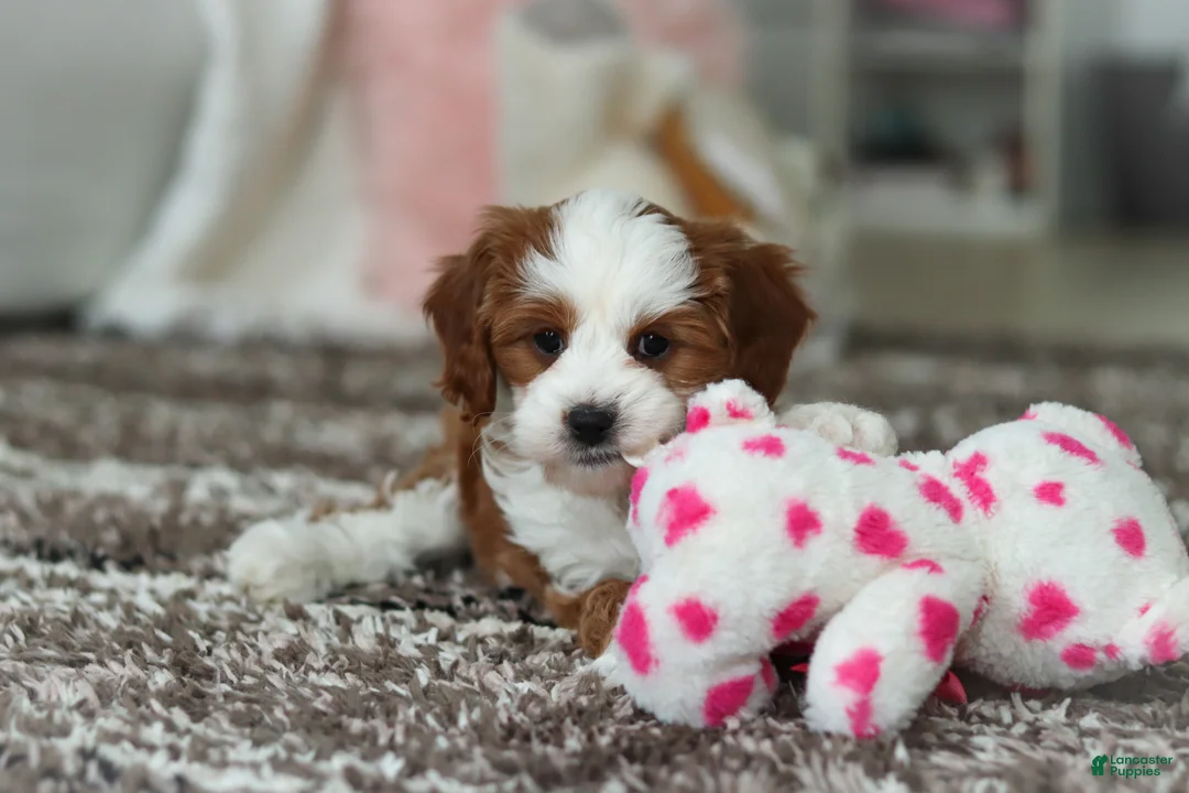 Cavapoo dogs for sale: Princess - Ad 10
