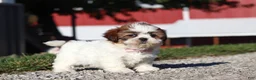Shih Tzu dogs for sale: Julia - Ad 6