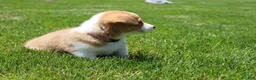 Welsh Corgi Pembroke dogs for sale: Shophie  - Ad 3