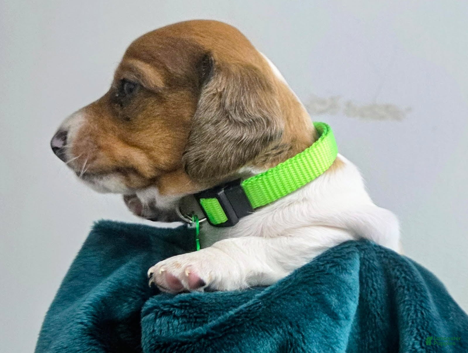 Dachshund dogs Scooby - Ad 2