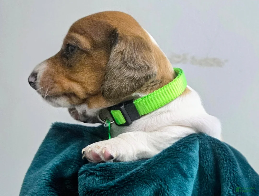 Dachshund dogs for sale: Scooby - Ad 2