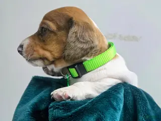 Dachshund dogs Scooby - Ad 2