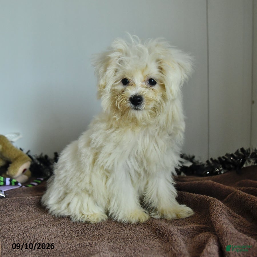 Pomapoo dogs Hermione - Ad 1